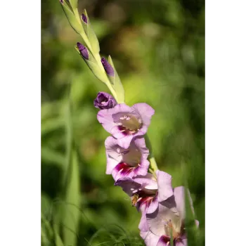 Natural Gladiolus Flower